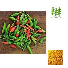 சீனி மிளகாய் 1/4 Kg